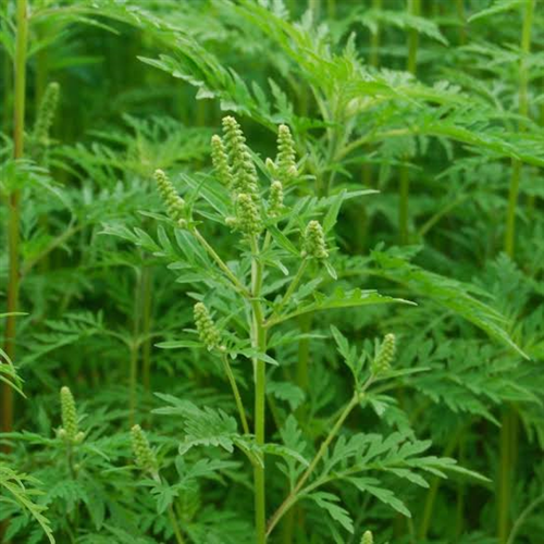 Attenzione all'ambrosia artemisiifolia: tutte le informazioni utili